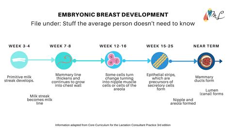 Normal Breast Development and Changes .